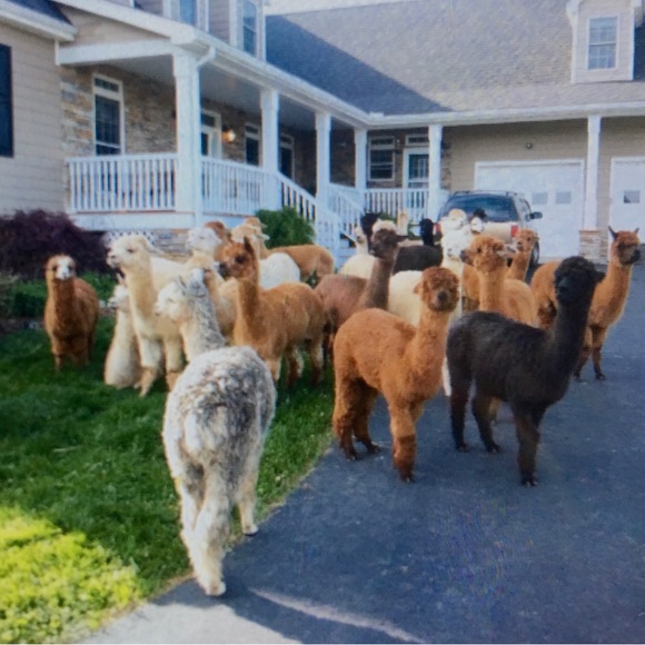 Meet your Posher, Audrey - Picture 5 of 14